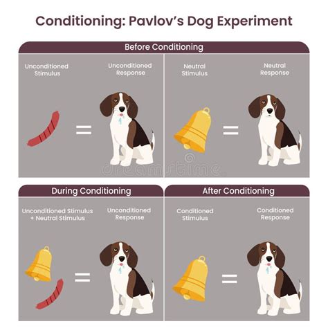 Classic Conditioning Pavlov S Dog Experiment Vector Illustration ...