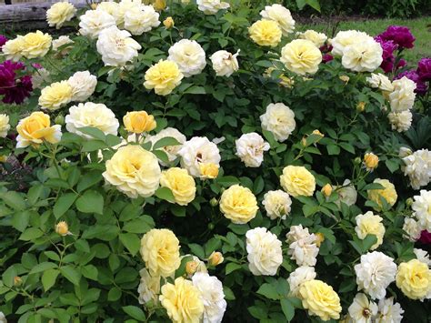 Double Knockout Roses | Yellow knockout roses, Knockout roses, Double ...