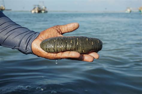 An Explosion of Sea Cucumber Farms Puts Sri Lanka’s Fishermen in a Pickle