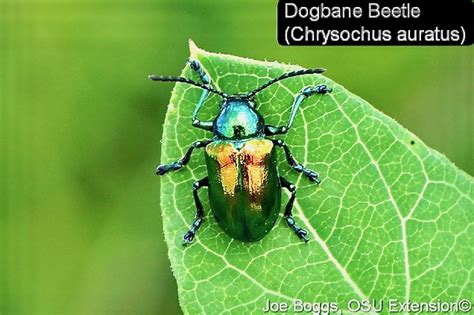 One of Ohio’s Most Beautiful Beetles: Dogbane Beetle | News, Sports ...