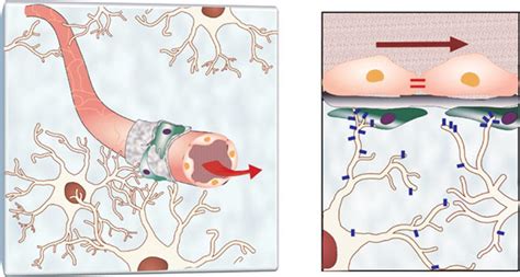 Blood-Brain Barrier Diagram [IMAGE] | EurekAlert! Science News Releases