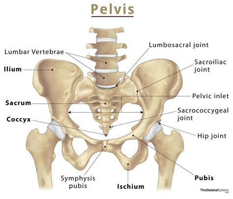 Pelvis Names Of The Bones, Anatomy, Labeled Diagram, 50% OFF