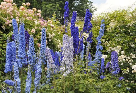 Blue Garden Flower Names | Fasci Garden