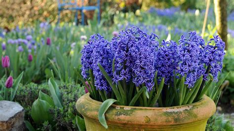 How and when to plant hyacinth bulbs: easy tips for a gorgeous spring ...