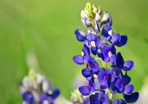 Facts About The Bluebonnet Texas State Flower | Best Flower Site