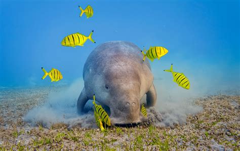 Dugong | Diet, Size, Habitat, & Facts | Britannica