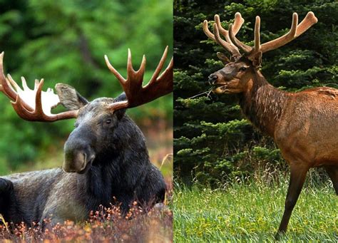 The Difference between Moose and Elk - Bear Witness Safari Tours