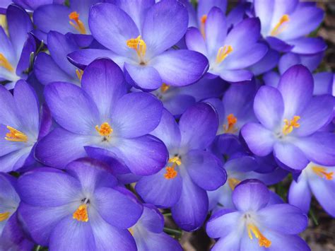 14 Beautiful Crocus Varieties to Plant