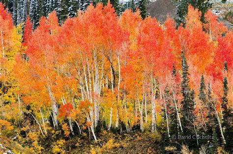 ***Autumn colors (near Park City, Utah) by David C Schultz️ 🇺🇸 | Aspen ...