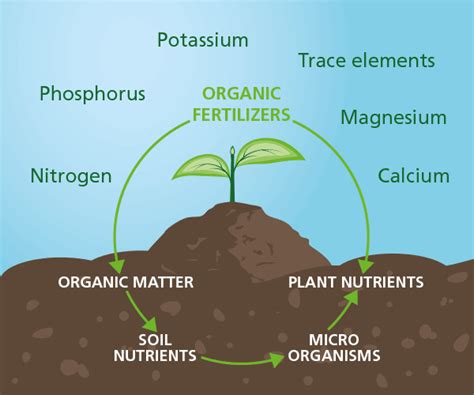 Plant nutrition with organic fertilizers. Feed both soil and plant.