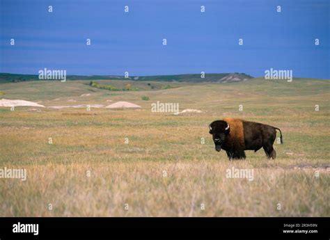 American Bison (Bison bison) Standing, Badlands NP. South Dakota ...