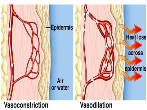 vasoconstriction | PMG Biology