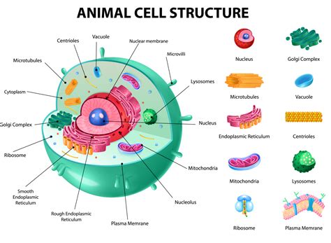 What Are A Few Major Animal Cell Structures And Their Functions ...