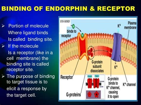 presentation on Endorphin hormone