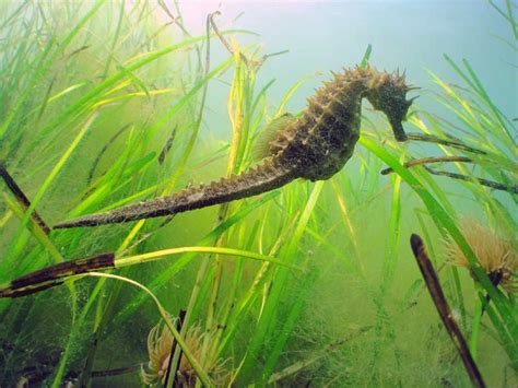 Long snouted seahorse (Hippocampus guttulatus) - MarLIN - The Marine ...