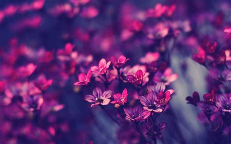 Purple Flower Desktop Wallpapers - Top Free Purple Flower Desktop ...