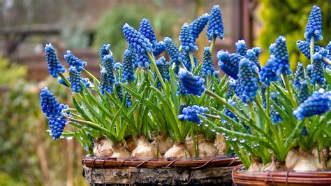 How to plant hyacinth bulbs the right way for bright blooms | Ideal Home