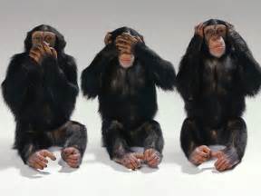 See no evil, hear no evil, speak no evil - Monkeys Photo (14750406 ...