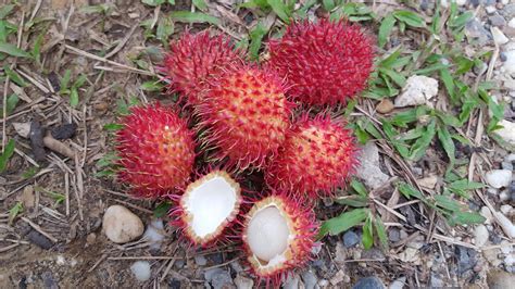 Health Benefits of Rambutan Fruit For Cancer and Diet Program | Health ...