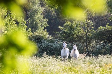 White horses in flower meadow — Stock Photo © cmfotoworks #28835185