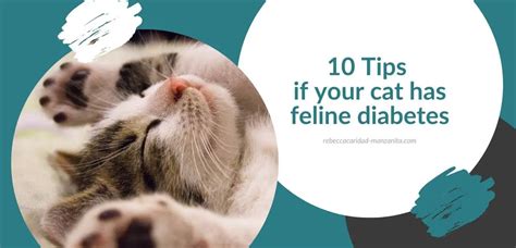 10 Tips if your cat has feline diabetes