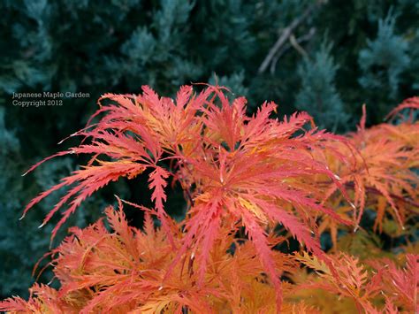 Appreciation: - fall colors? in 2021 | Fall colors, Japanese maple, Color