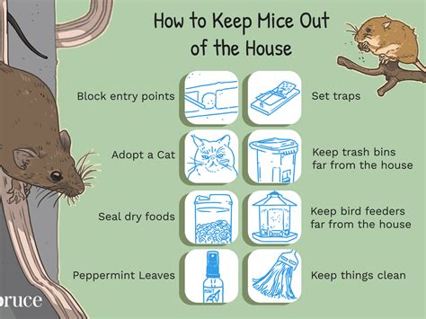 How To Get Rid Of Rats Under Your House - Pest Phobia