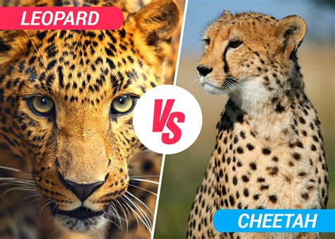 Leopard vs Cheetah - Best Difference