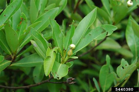 loblolly bay (Gordonia lasianthus)