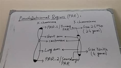 Pseudoautosomal Genes and Pseudoautosomal Regions Genetics - YouTube