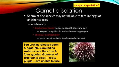 Speciation. - ppt download