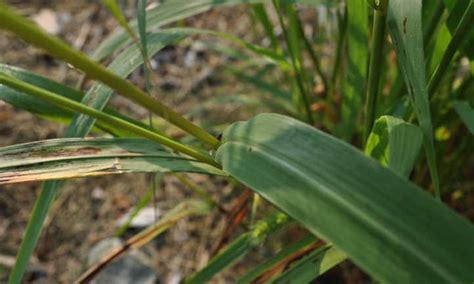 Foxtail Weed Control: Preventing Foxtail Grass - Epic Gardening