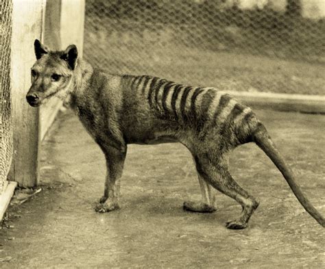 Extinct Animals In The Last 10 Years Images & Pictures - Becuo