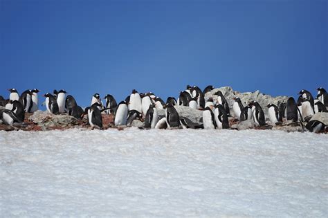 Pinguïns Antarctica Blauwe Hemel - Gratis foto op Pixabay