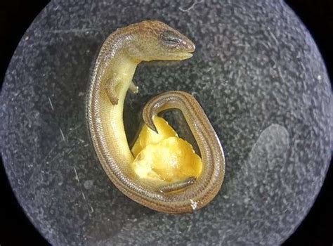 Lizard that lays eggs and gives live birth might be undergoing a major ...