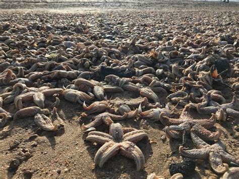 Tens of thousands of dead sea creatures wash up on British beach | Fox News