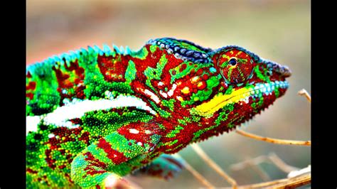 Why Does the Chameleon Change Color