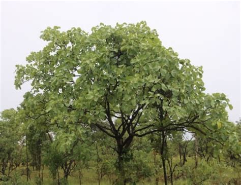 Kakadu Plum – Bush Tucker Growing Guide - AGT