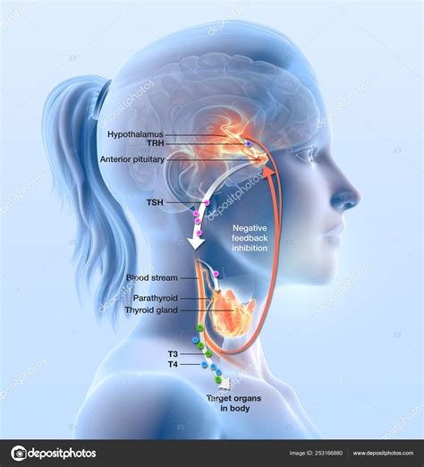 Thyroid Gland Function Illustration Showing Hypothalamus Anterior ...