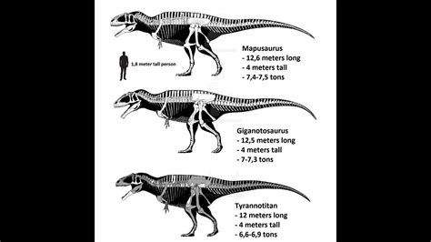 Mapusaurus, Giganotosaurus, and Tyrannotitan size comparison - YouTube