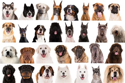 Laminated Dogs Of The World Popular Breeds Chart Poster 24x36 ...