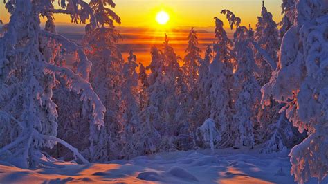 Snowy pine forest in the sunrise - Yakutsk, Russia - backiee