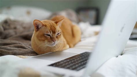 Cat TV: Should Your Cat Be Watching It? - PD Insurance NZ