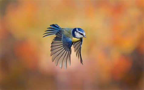 La Mésange Bleue | Maison de Santé Marie Galène