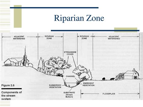 PPT - Riparian Zone Habitat Assessment PowerPoint Presentation, free ...