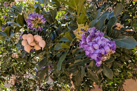 How to Grow and Care for Texas Mountain Laurel | Gardener's Path