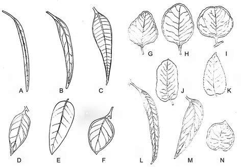 -Leaf shape: A = linear; B = narrow lanceolate; C = lanceolate; D ...