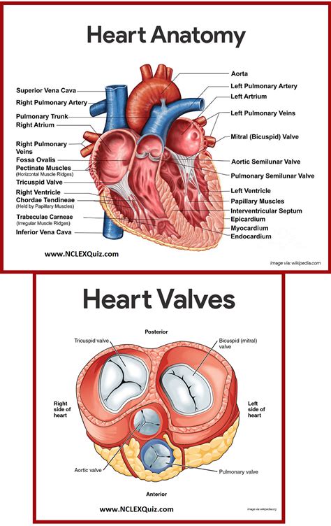 15 Heart Diagram Labeled Blood Flow | Robhosking Diagram