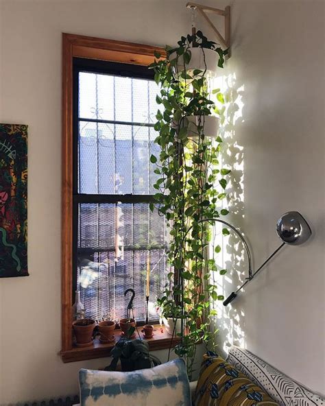 8 Beautiful Hanging Plants Perfect For Apartments - TheFab20s | Living ...