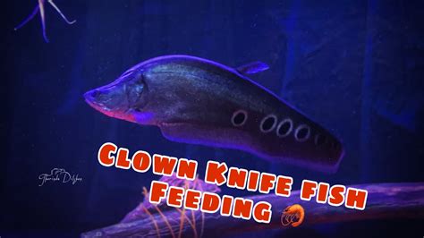 Clown Knife Fish Feeding - YouTube